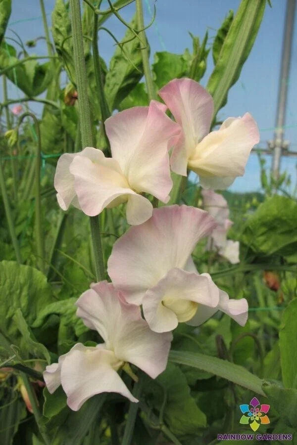 Kiera Madeline Sweet Pea Seeds - 50+ Pack, Fragrant Climbing Vine, Lathyrus odoratus, Garden Planting, Non-GMO, USA Grown