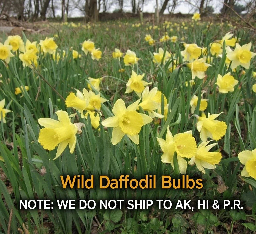 Wild Daffodil Bulbs - 25 Pack, Lent Lily, Narcissus pseudonarcissus, Spring Blooms, Naturalizing, Zones 3-10