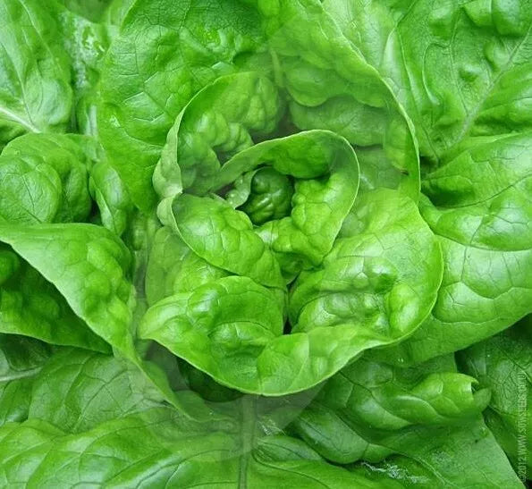 Lettuce Seeds - 1000+ Butterhead Green Salad Seeds for All Year Garden Lactuca sativa