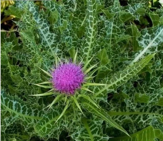 30+ Organic Milk Thistle Seeds (Silybum marianum) - Medicinal Herb, Blessed Milkthistle
