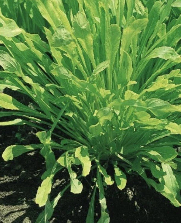 Mibuna Chinese Cabbage Seeds – 1000 Non-GMO Brassica rapa var. nipposinica for Home Gardening & Cooking