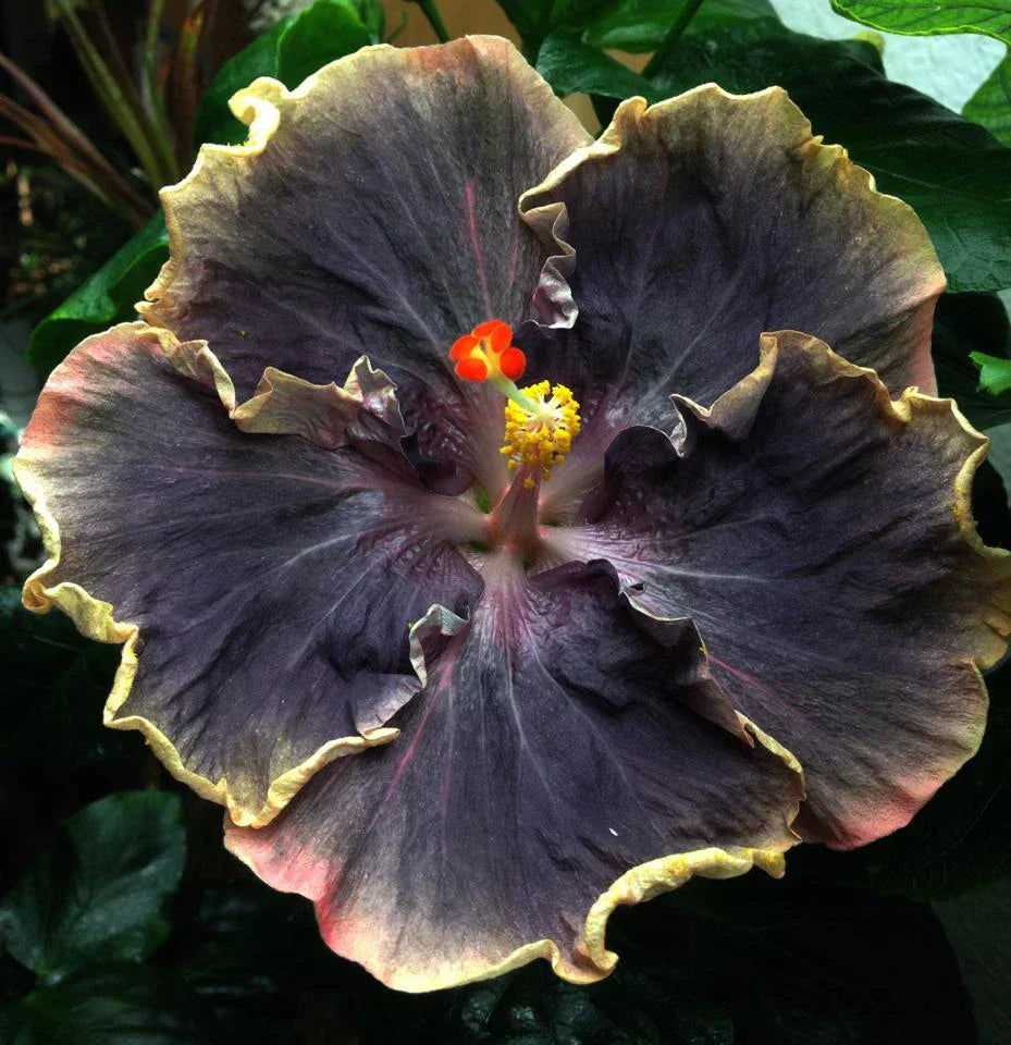 Yellow Black Hibiscus Seeds - 20 Perennial Hardy Hibiscus rosa-sinensis Seeds
