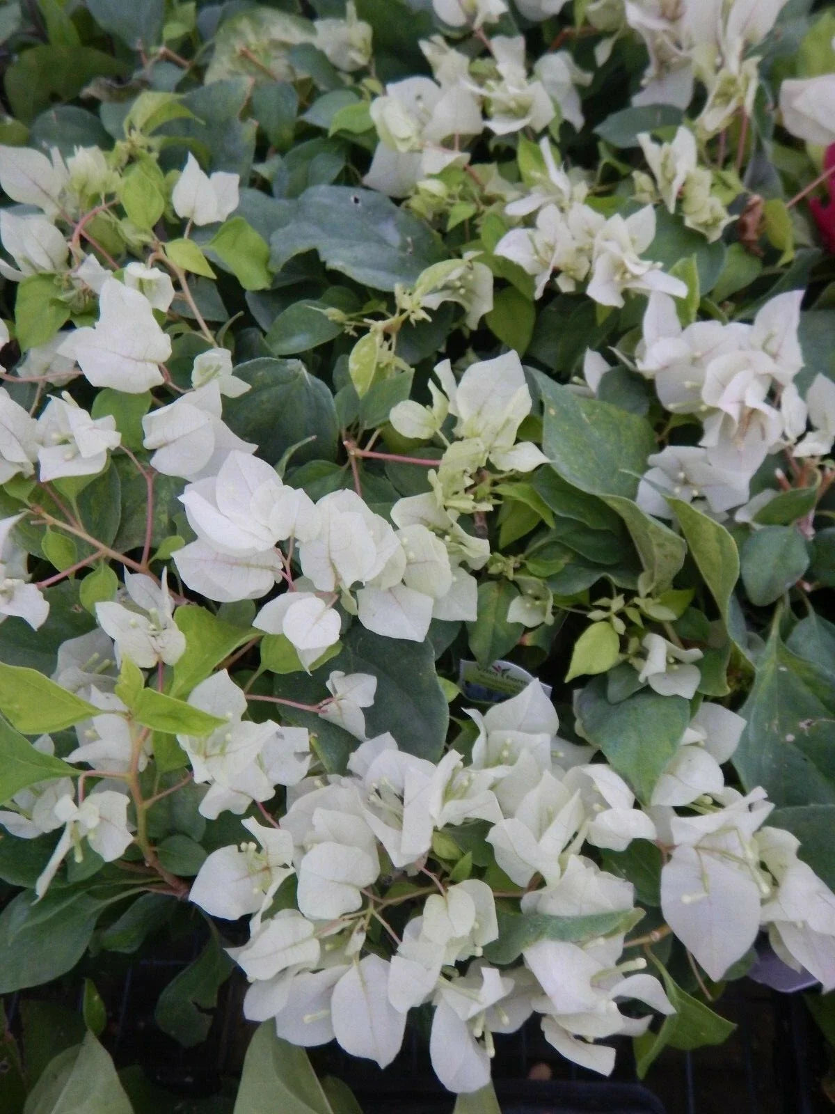 Bougainvillea Starter Plant - Sunstone White - Live Plug, Well Rooted Bougainvillea glabra for Garden, Patio, Container, USA Seller