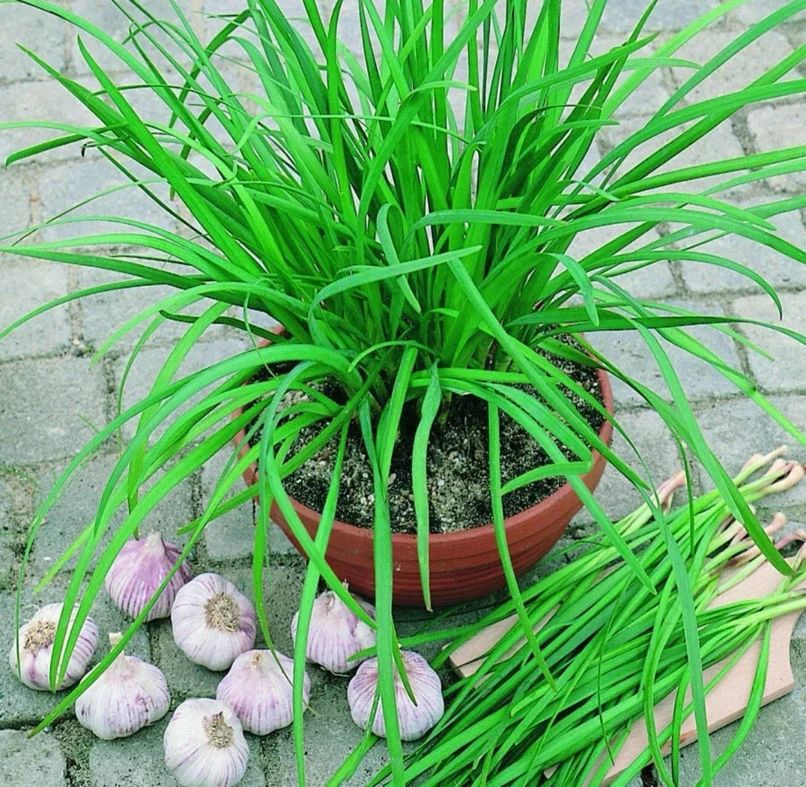 Garlic Chive Seeds - Organic Non-GMO Perennial Herb for Culinary Gardens - Allium tuberosum, Edible Plant, 50 Seeds