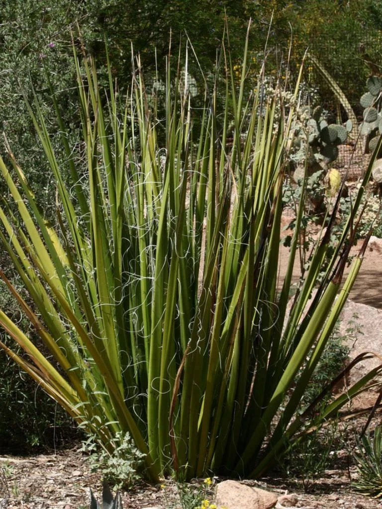 Giant Swordflower Seeds 35 Pack Hesperaloe funifera White Yellow Flowers Drought-Tolerant Garden Planting