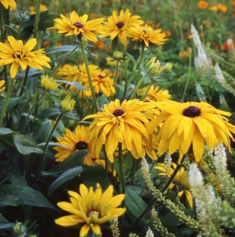 Black Eyed Susan Seeds - Double Golden Gloriosa - Rudbeckia hirta - Non-GMO Heirloom Seeds, 200 Pack