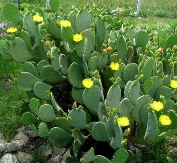 Spineless Prickly Pear Cactus Pads - Edible Succulent Nopales Opuntia Cacanapa Elisiana - Drought-Tolerant Garden Plant
