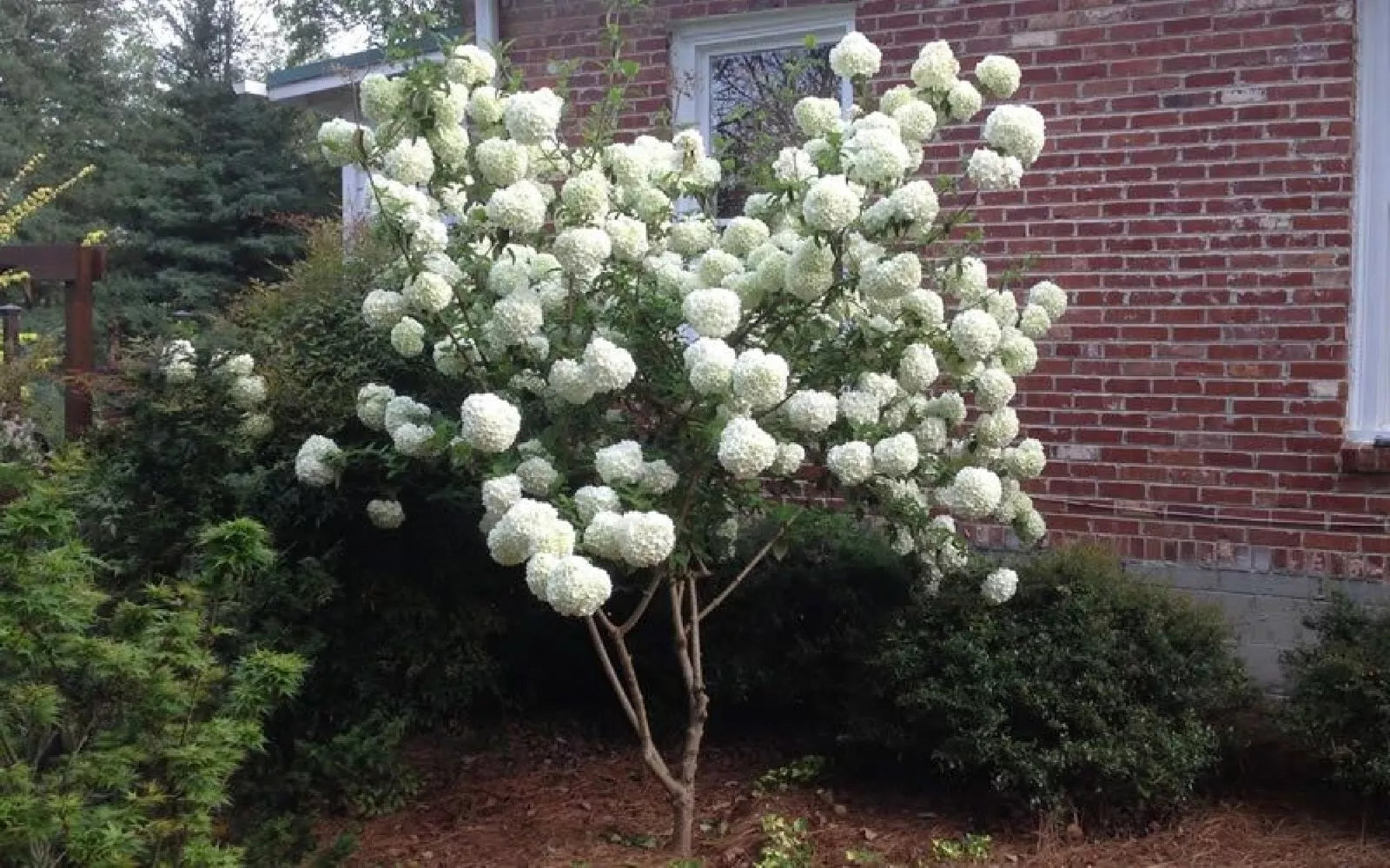 Chinese Snowball Seeds - Viburnum ichangense Flowering Shrub for Garden, 40 Pack, Fast Growing, Ornamental Bush
