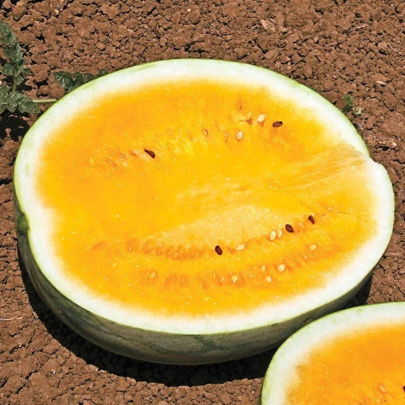 25 Heirloom Mountain Sweet Watermelon Seeds - Organic Non-GMO Rare Variety