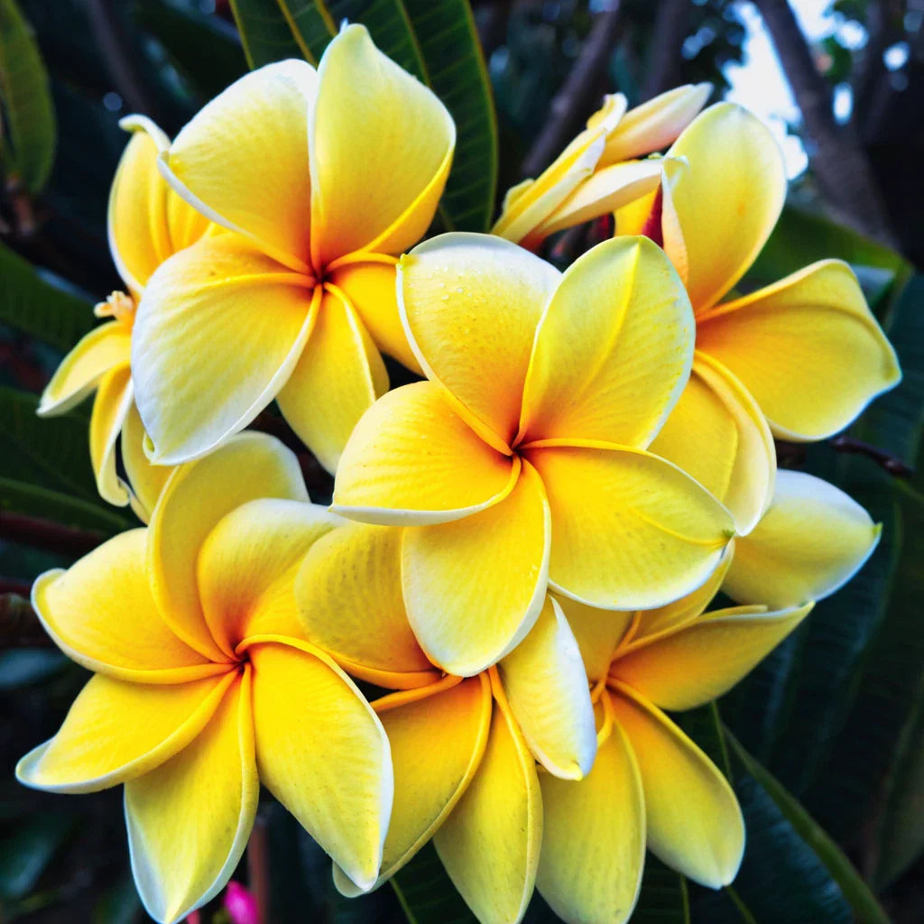 Plumeria Seeds – 5 Yellow White Hawaiian Flower Seeds – Perennial Plants