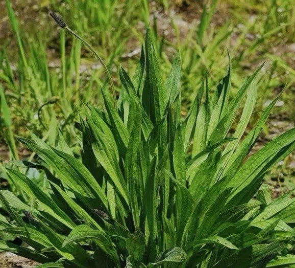 600 Plantain Seeds Boston Variety Non-GMO Herb Garden Plantago lanceolata USA Seller