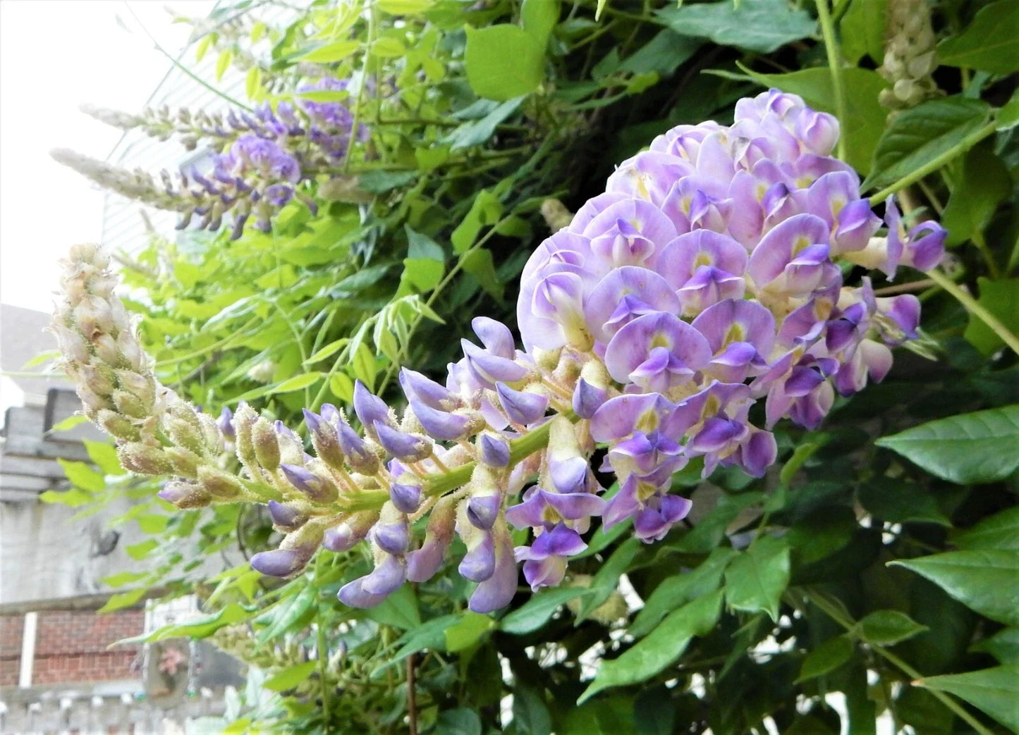 Blue Moon Wisteria Plant 6-10 Inches Tall, Wisteria Macrostachya "Blue Moon" Climbing Vine for Gardens