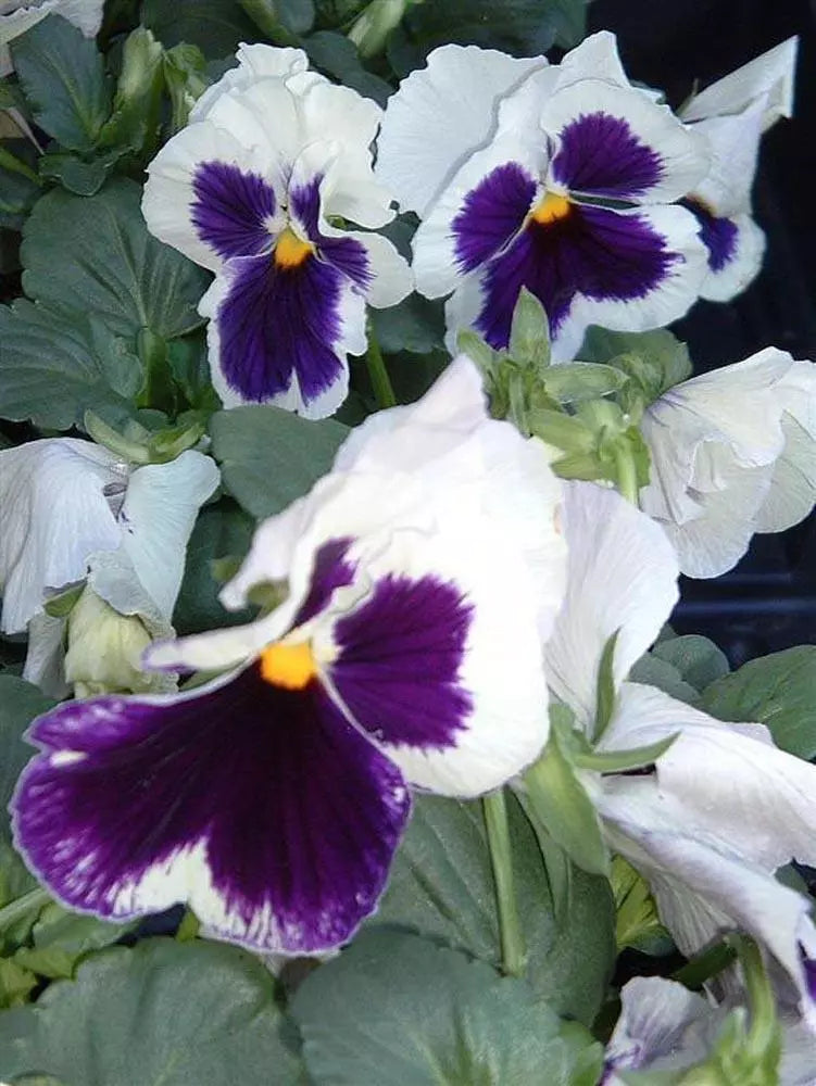 Pansy Seeds 50 Count - Delta Premium White with Blotch - Viola tricolor var. hortensis - Garden Flower Seeds for Beds & Containers