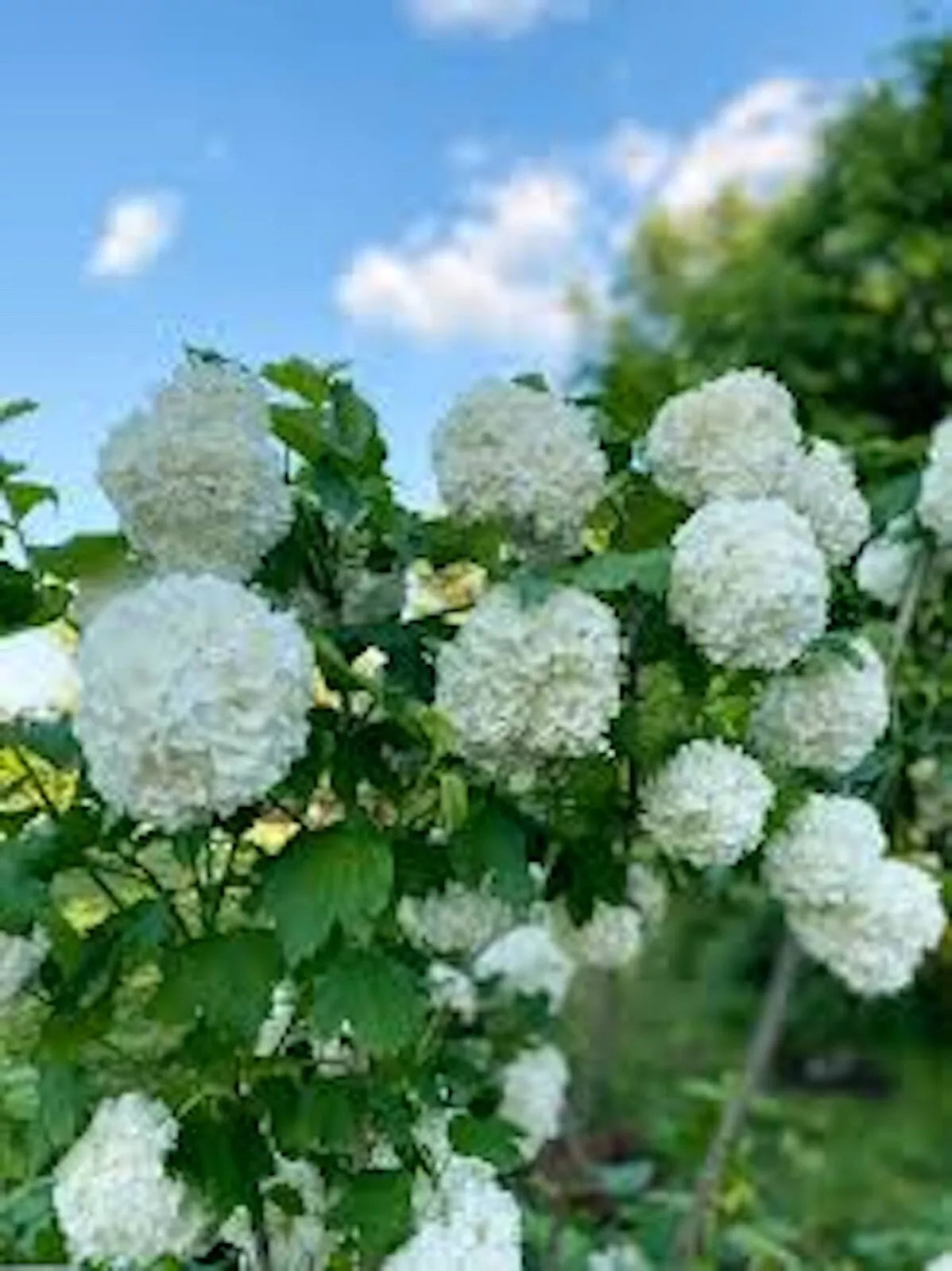 Japanese Snowball Viburnum Shrub 12-18in Bare Root - Viburnum plicatum - White Flowers, Fall Color, Deciduous Garden Shrub