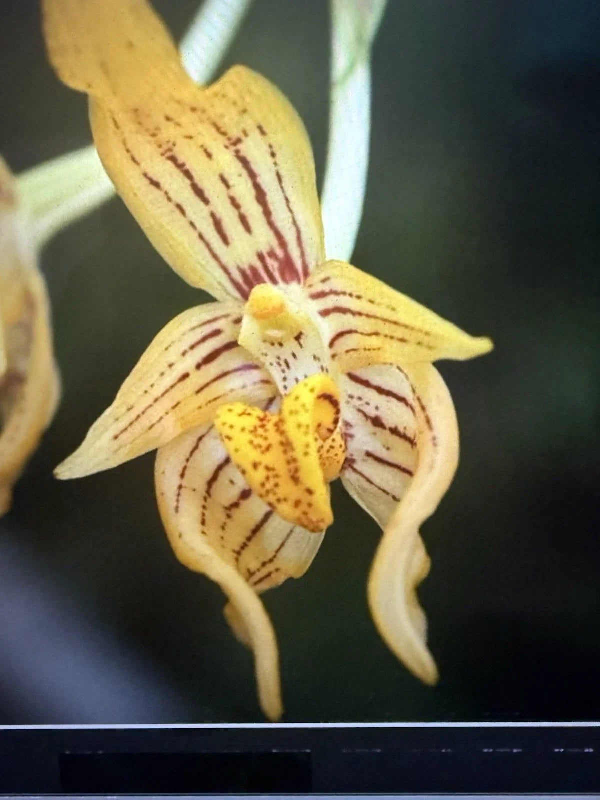 Orchid Plant Bulb in 2-Inch Pot | Arvogelli Orchidaceae | Indoor Garden, Exotic Flower, Easy Care