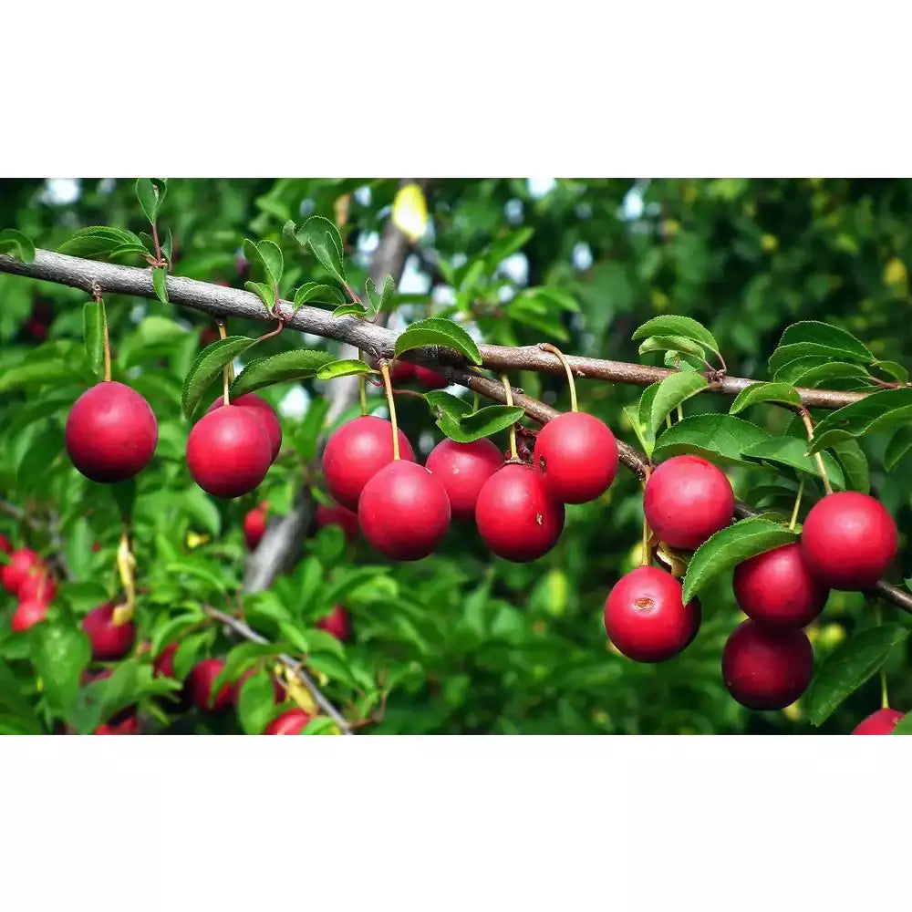 Dwarf Beauty Plum Tree Bare Root – Prunus domestica 'Dwarf Beauty' – Compact Fruit Tree for Small Gardens