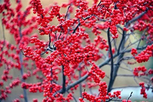 Winterberry Bush Seeds 50 Count - Ilex verticillata - Deciduous Shrub for Winter Color