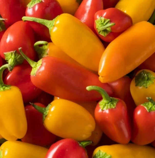 Hot Pepper Seeds - Sante Fe Grande, Non-GMO, 50 Seeds, Medium Heat 5,000 Scoville Units, Culinary & Gardening, Capsicum annuum