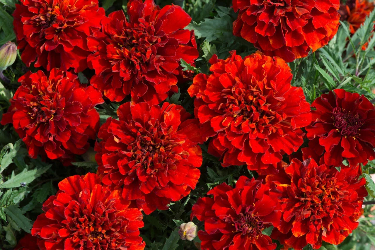 French Fireball Marigold Seeds – Vibrant Orange & Yellow Flowers – Tagetes patula – Garden Planting, Annual, Easy Grow