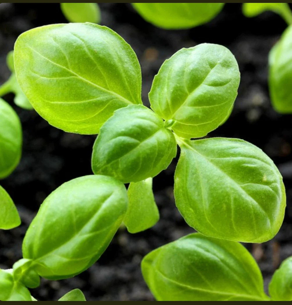 Genovese Basil Seeds | Non-GMO Heirloom Culinary Herb | Ocimum basilicum | Indoor & Outdoor Gardening