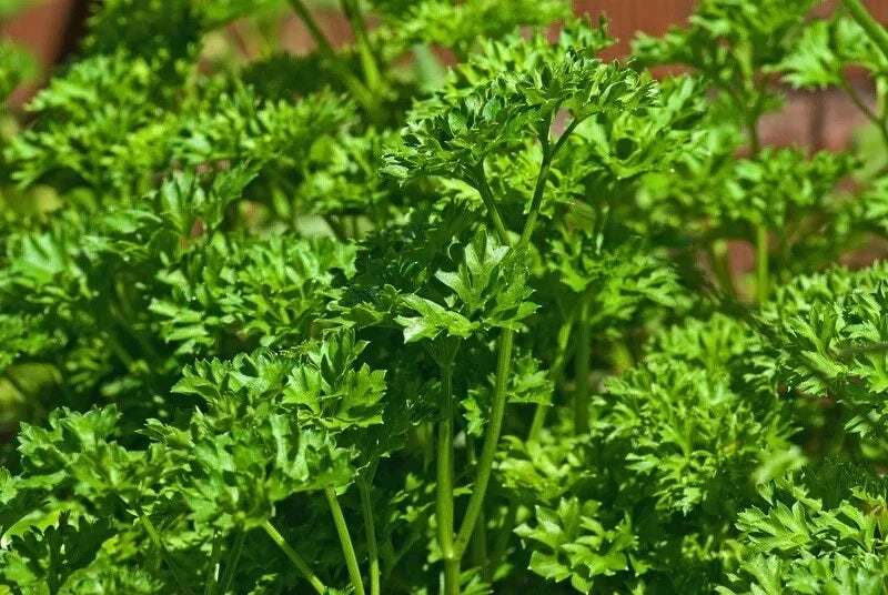 Triple Moss Curled Parsley Seeds - 150-2000, Herb Seeds for Garnish, Cold Hardy Petroselinum crispum, Culinary & Garden Use