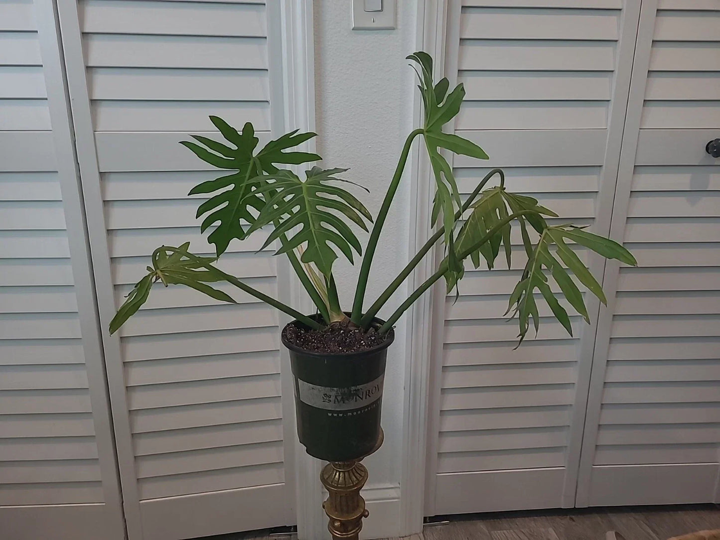 XL Mature Philodendron Radiatum Plant in 6.5" Pot - Large Tropical Indoor Houseplant