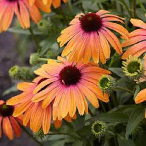 50 Sherbert Coneflower Seeds | Echinacea purpurea Perennial Flowers | Vibrant Summer Blooms for Garden & Pollinators