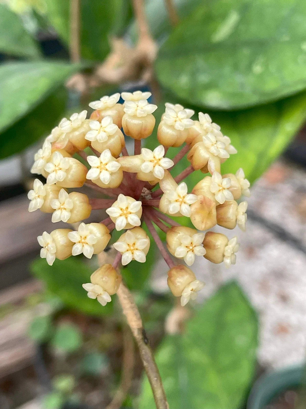 Hoya Finlaysonii Plant in 3.5" Pot – Tropical Houseplant with Waxy Leaves & Fragrant Star-Shaped Flowers