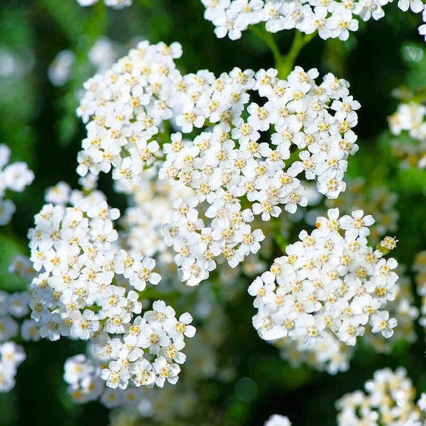 White Yarrow Seeds - Achillea Millefolium Milfoil Flower Seed for Garden, Landscape & Wildflower Planting
