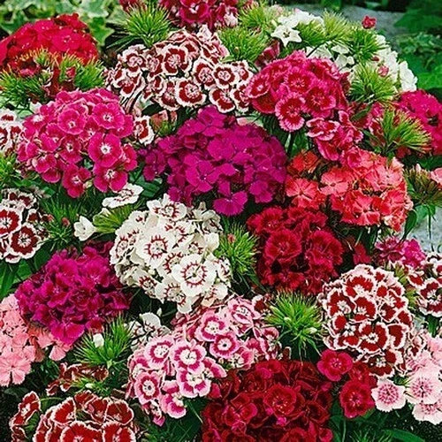 Dianthus Seeds - Beauty Mix, Colorful Flower Seeds for Garden, Dianthus barbatus, Vibrant Blooms, Easy to Grow