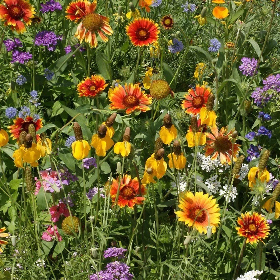 Western Wildflower Seed Mix - 19 Native Species for Pollinator Gardens - Non-GMO, Free Shipping