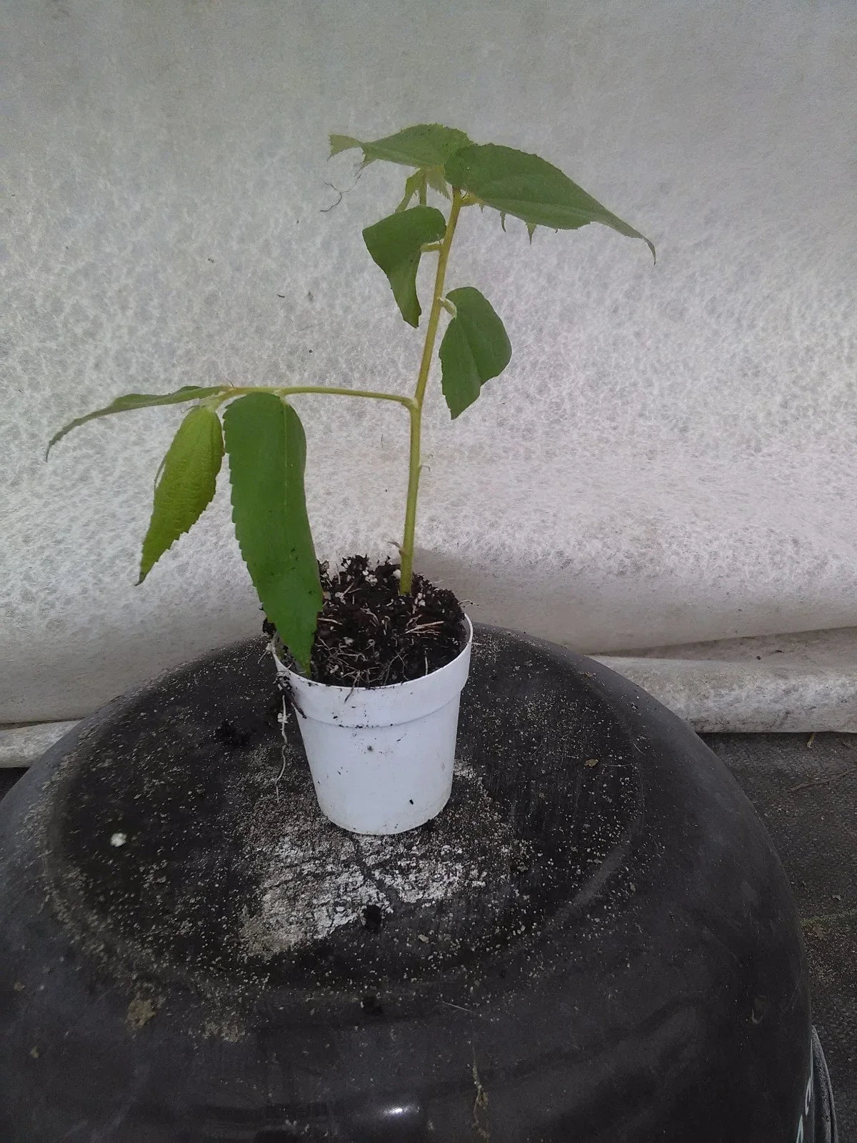Live Strawberry Tree Plant, Muntingia calabura, Jamaican Cherry, Tropical Fruit Tree, Edible Red Berries, Fast-Growing