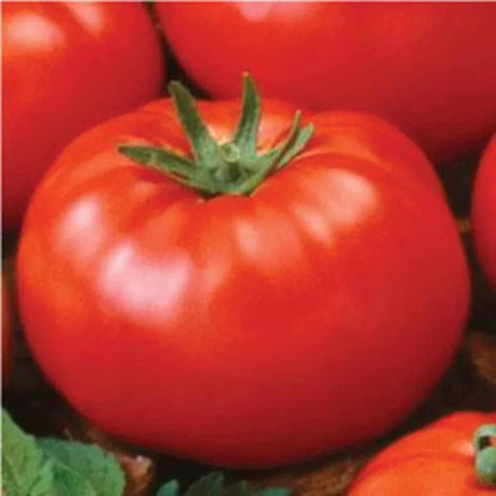 Ace 55 Tomato Seeds - Heirloom Non-GMO 500 Count for Home Gardening