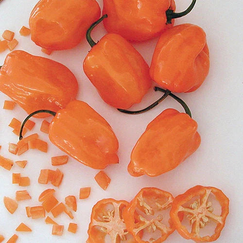 Orange Habanero Pepper Seeds | Heirloom Non-GMO Hot Pepper | Capsicum chinense