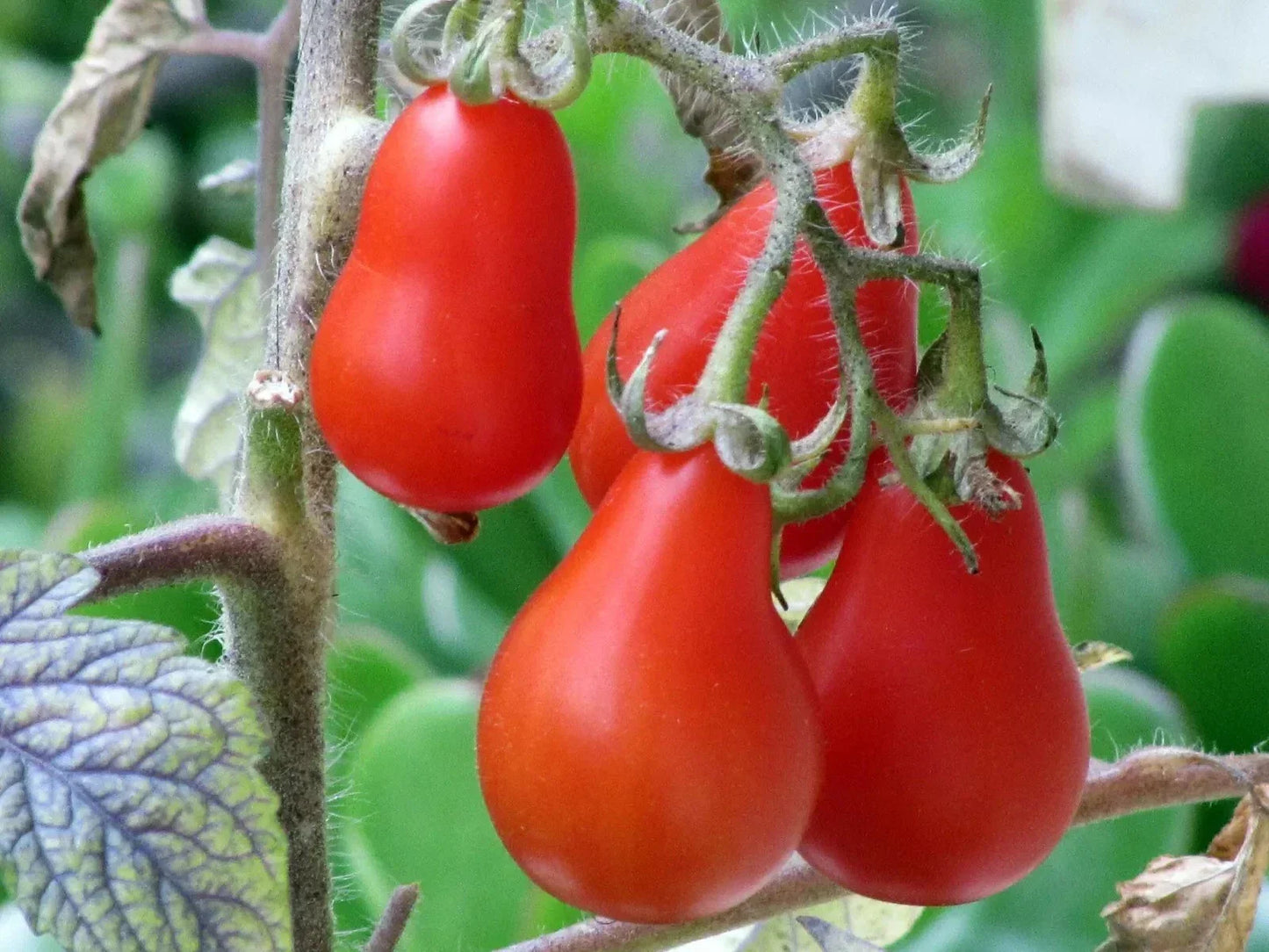Red Pear Tomato Seeds - 10+ Heirloom NON-GMO Seeds for Home Gardening