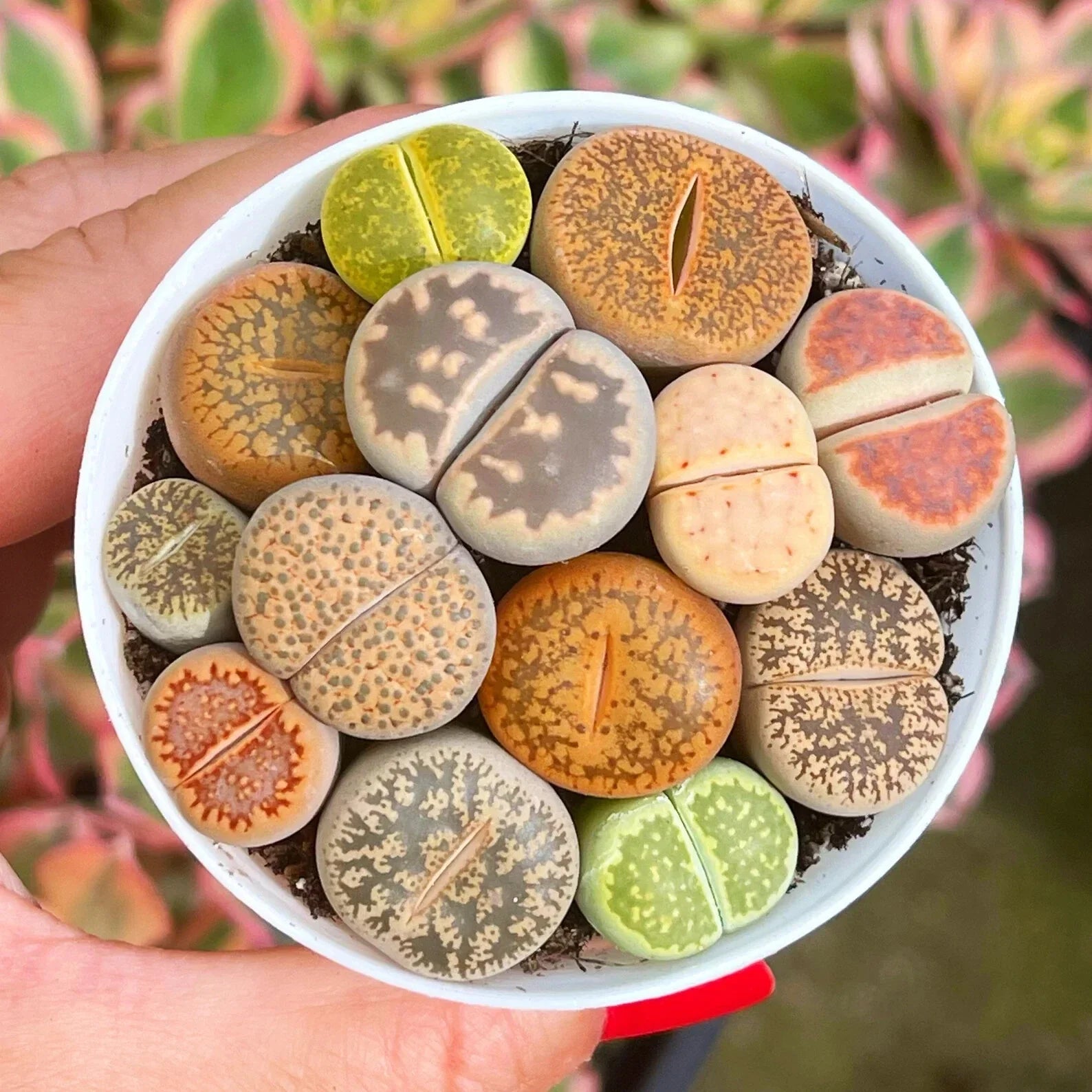 Mixed Succulent Plant Seeds - 100pcs Living Stones Lithops Seeds for Indoor & Outdoor Gardening