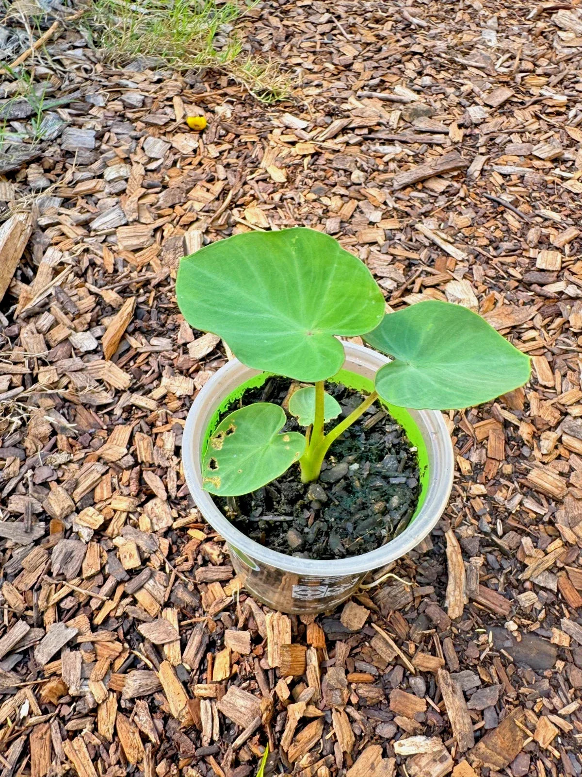 Taro Plant in Pot – Edible Roots & Tropical Foliage – Colocasia esculenta Live Starter Plant for Indoor & Outdoor Gardening