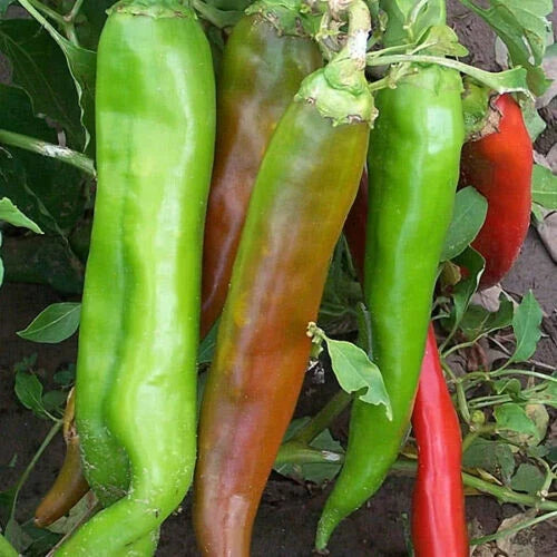 Big Jim Hot Pepper Seeds - Organic Non-GMO, Capsicum annuum, Hot-Medium Variety, 12-Inch Long Peppers, 30 Count
