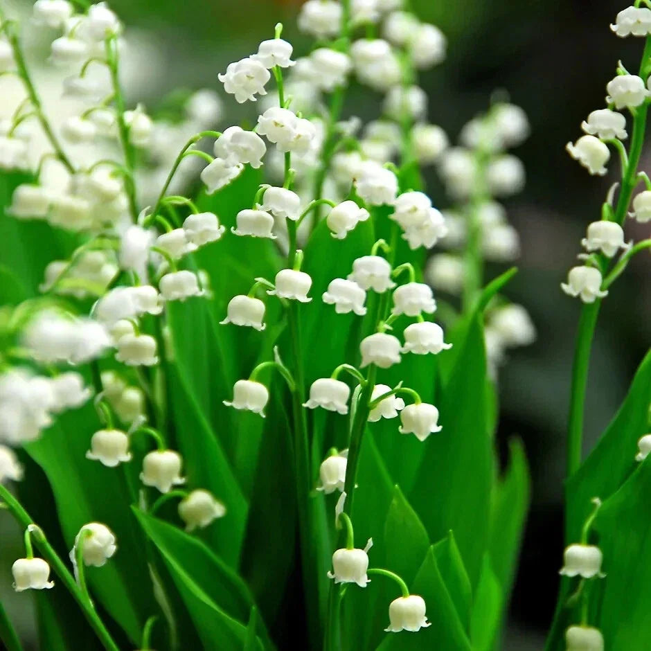 Lily of the Valley Roots 5 Pack, Fragrant White Bell-Shaped Flowers, Convallaria majalis, Perennial Ground Cover for Shade Gardens