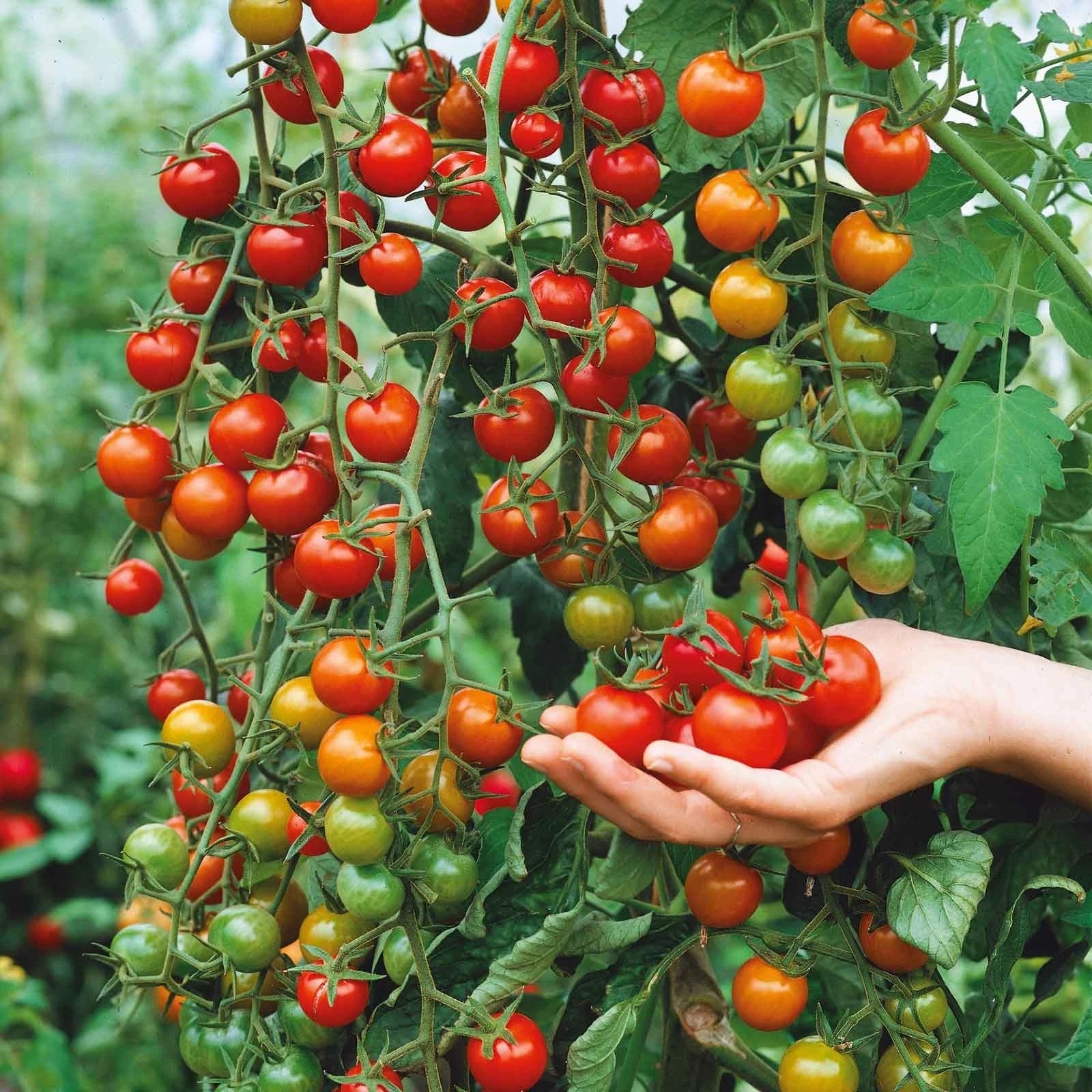 Supersweet 100 Cherry Tomato Seeds – Organic Non-GMO Solanum lycopersicum, Large Juicy Fruit, High-Yield, Home Garden, Container Growing