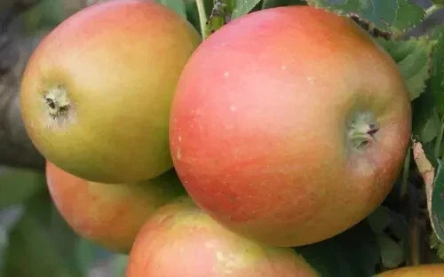 Barnack Beauty Apple Seeds - 25+ Heirloom Malus domestica for Home Garden & Orchard Planting