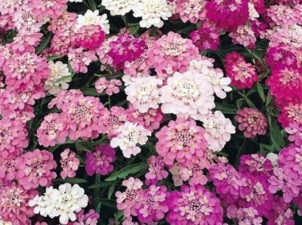 CandyTuft Seeds Mixed Colors - Iberis umbellata Flower Seeds for Borders & Containers - White, Pink, Purple, 100 Seeds