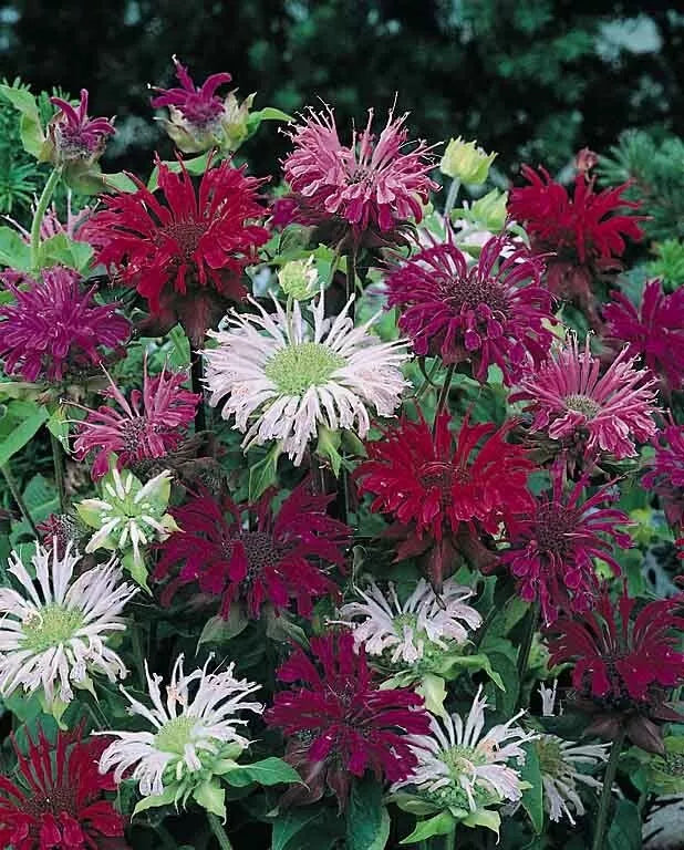 Bee Balm Seeds - 100 Pack Panorama Mix - Hummingbird Attracting Monarda didyma Pollinator Garden Seeds