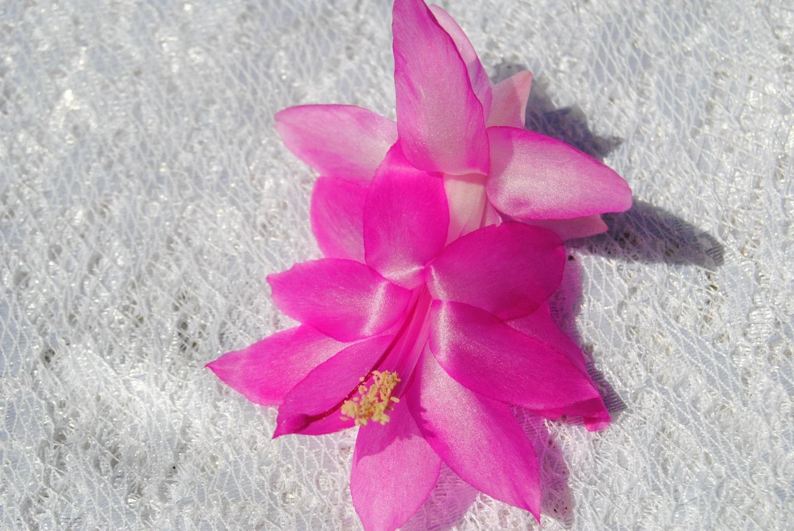 Christmas Cactus Starter Plant - Pink Panther Schlumbergera Truncata Indoor Plant in 4-inch Pot