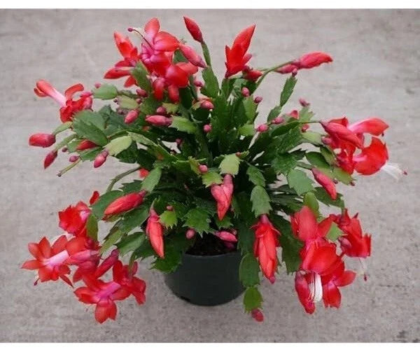 Red Christmas Cactus Cuttings 2-3 Segments, Schlumbergera, Exotic Dancer, Indoor Plant Propagation