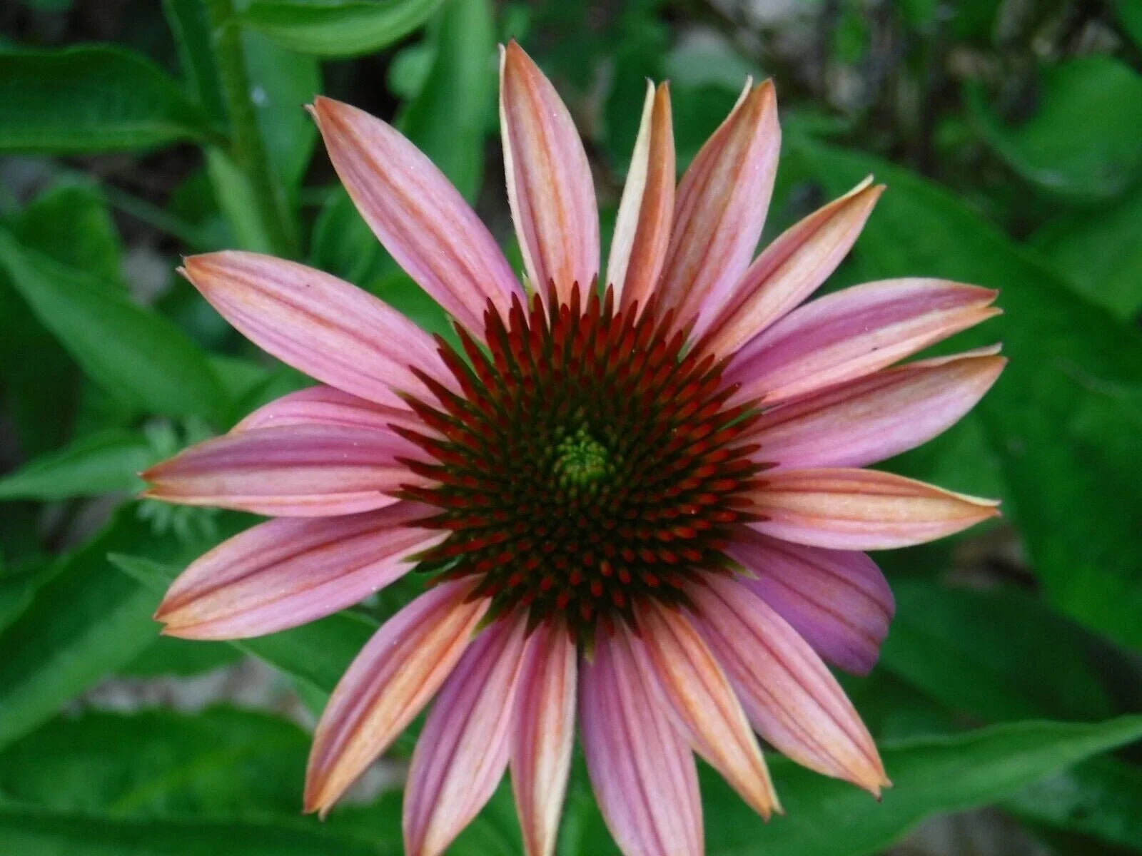 Pink Sherbert Coneflower Seeds - Echinacea purpurea - Perennial Flowers for Garden Beds & Borders - USA Grown, 50 Seeds