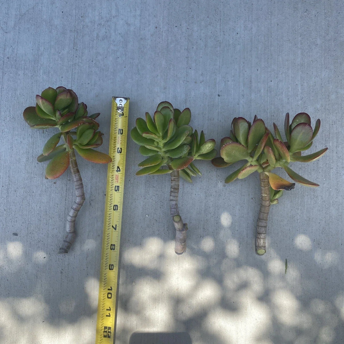 Jade Plant Cutting - Fresh Live Crassula ovata Cuttings for Propagation, No Roots