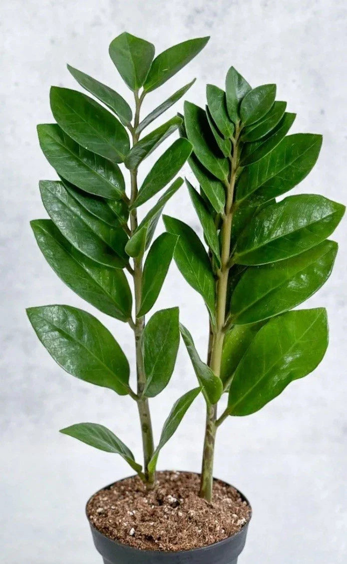 Live ZZ Plant 8-12" Rooted Houseplant Zamioculcas zamiifolia, Low Light Indoor Greenery, Drought Tolerant, Air-Purifying