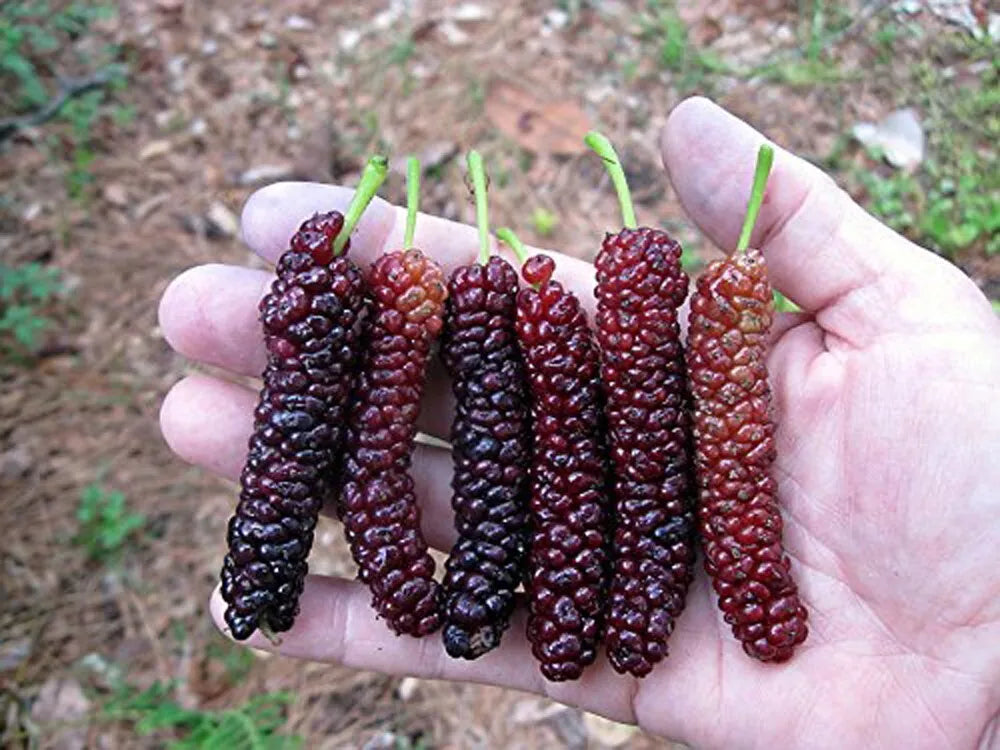 Pakistan Long Mulberry Tree Live Plant - Morus Macroura - Fruit Tree for Gardens & Landscapes