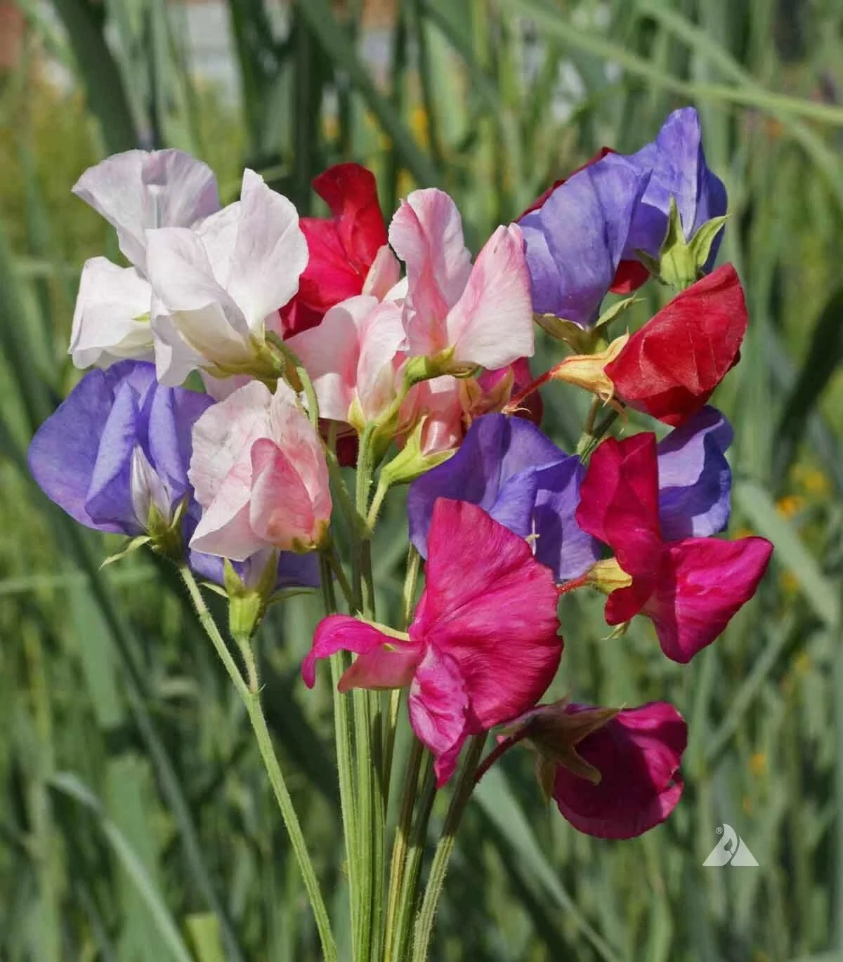 Sweet Pea Seeds Mix, Mammoth Variety, Fragrant Climbing Vines, Lathyrus odoratus, Non-GMO, 40 Seeds for Garden Trellises